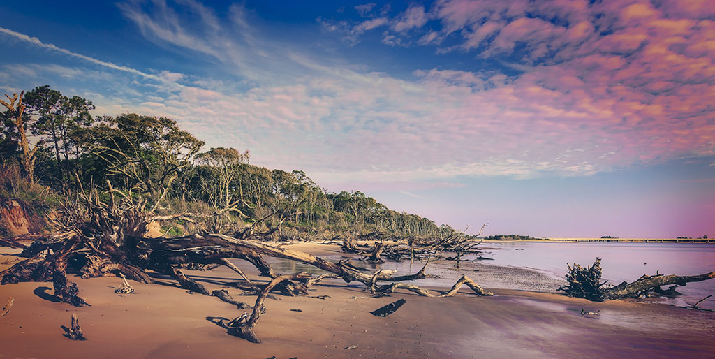 Black Rock Beach with its fallen trees on Big Talbot State Park
