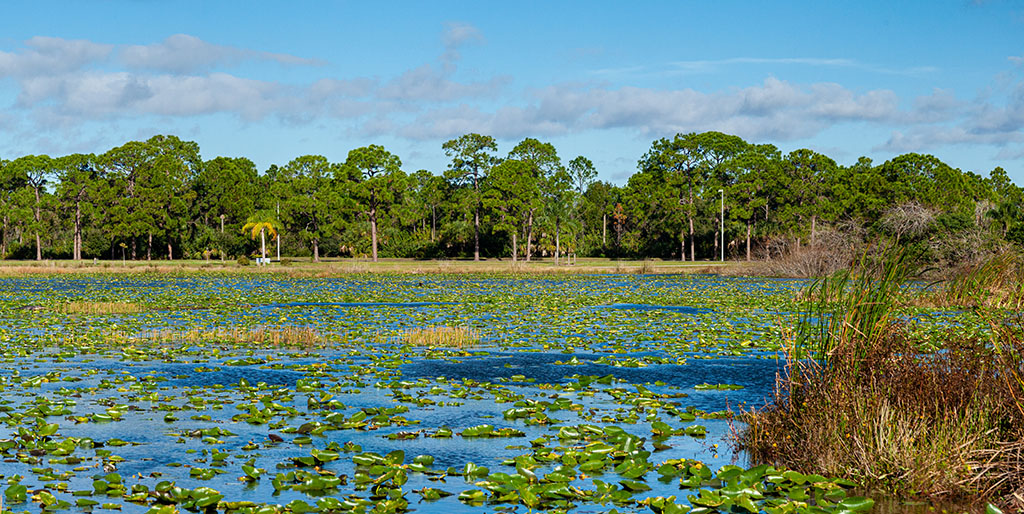 A tranquil and peaceful scene of a swamp with marsh and lily pads